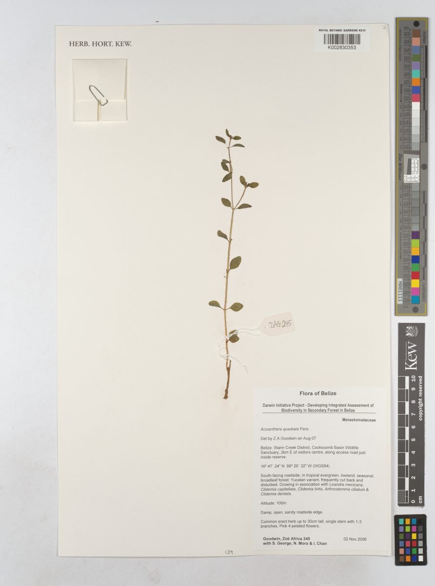 Acisanthera quadrata