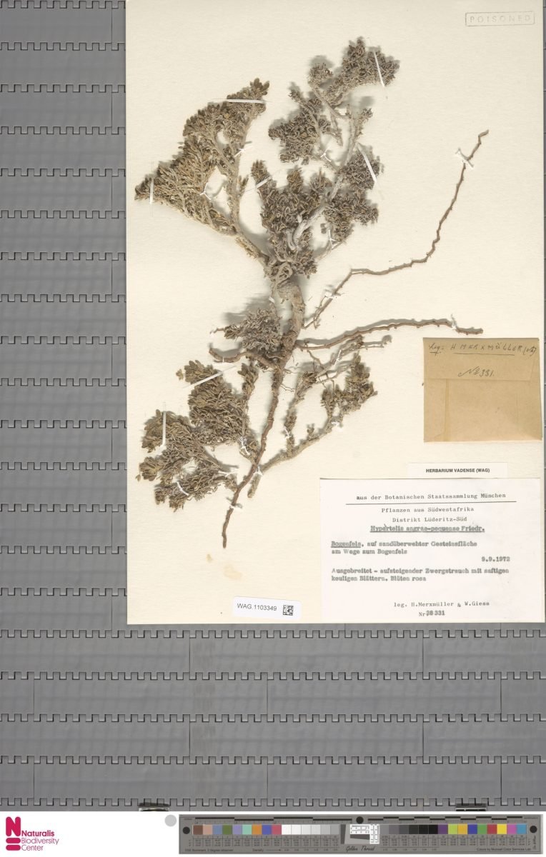 Kewa angrae-pequenae photograph 6