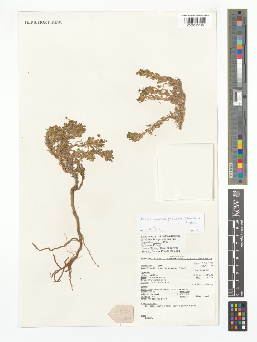 Kewa angrae-pequenae photograph 2