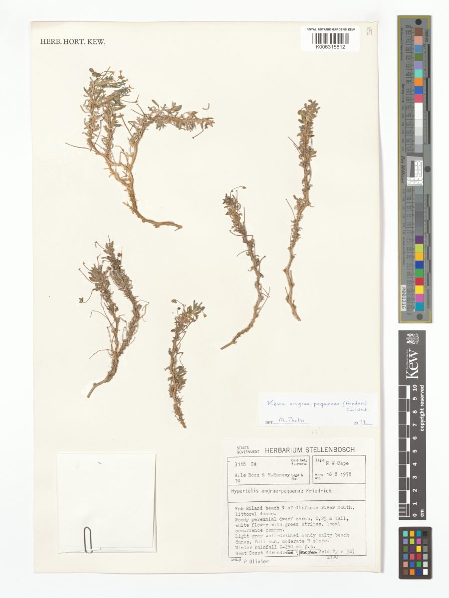 Kewa angrae-pequenae photograph 5