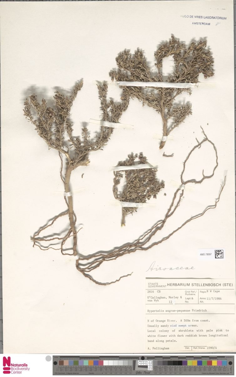 Kewa angrae-pequenae photograph 3