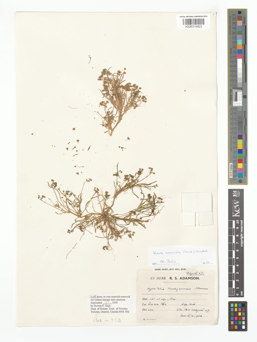 Kewa arenicola photograph 6