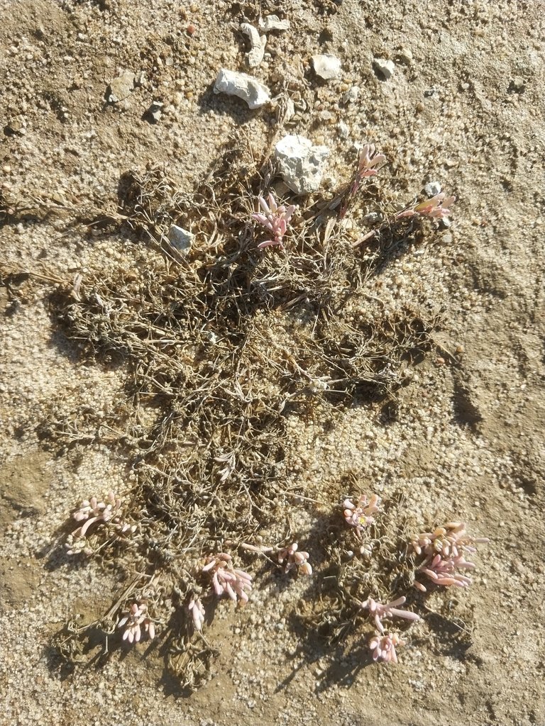 Kewa arenicola photograph 2
