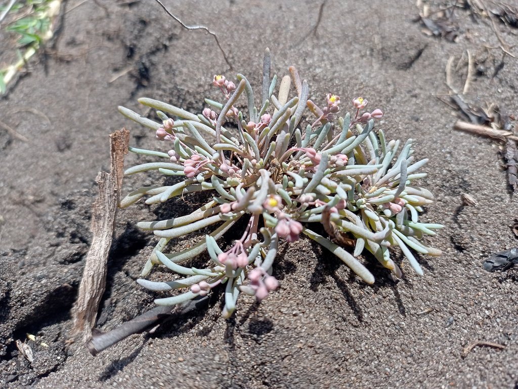 Kewa arenicola photograph 3