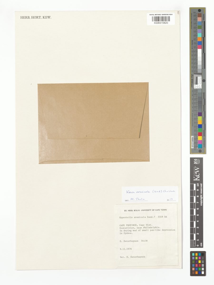 Kewa arenicola photograph 5