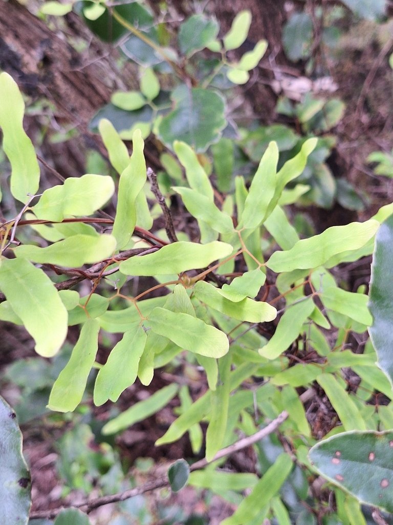 Lygodium articulatum photograph 4