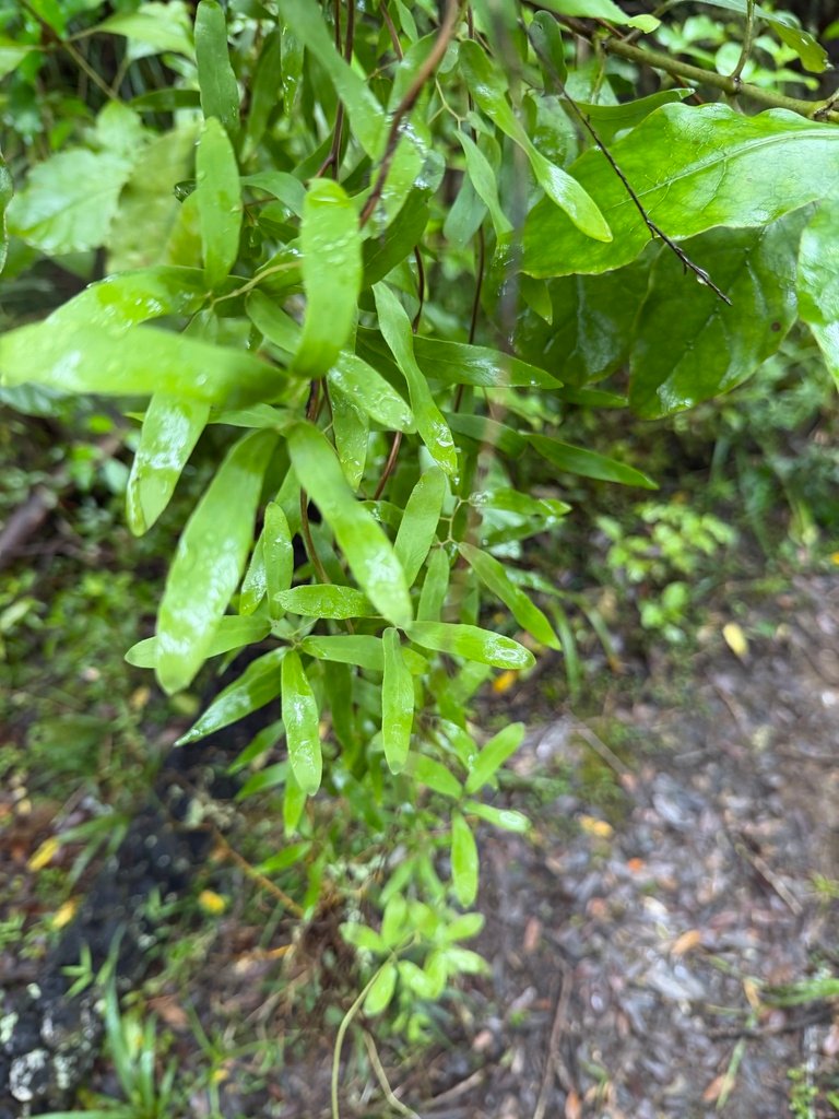 Lygodium articulatum