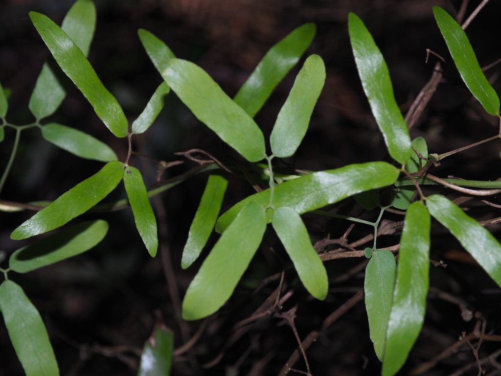 Lygodium articulatum photograph 6