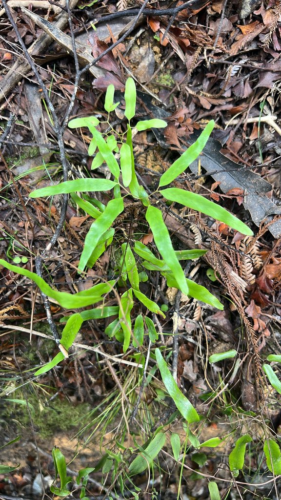 Lygodium articulatum photograph 2