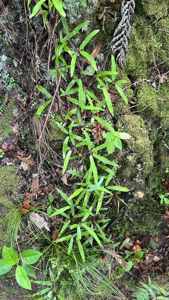 Lygodium articulatum photograph 3