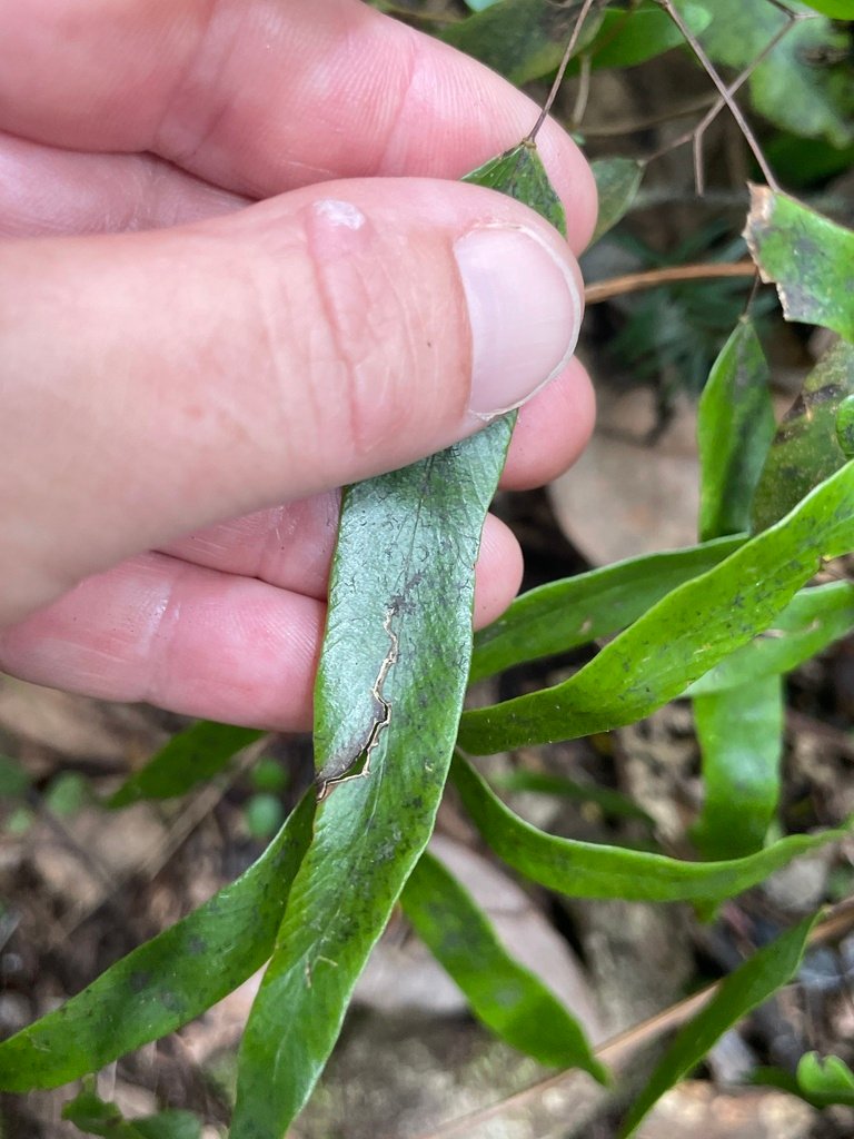 Lygodium articulatum photograph 5
