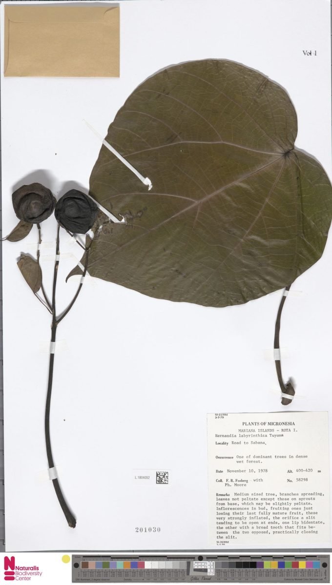 Hernandia labyrinthica photograph 4