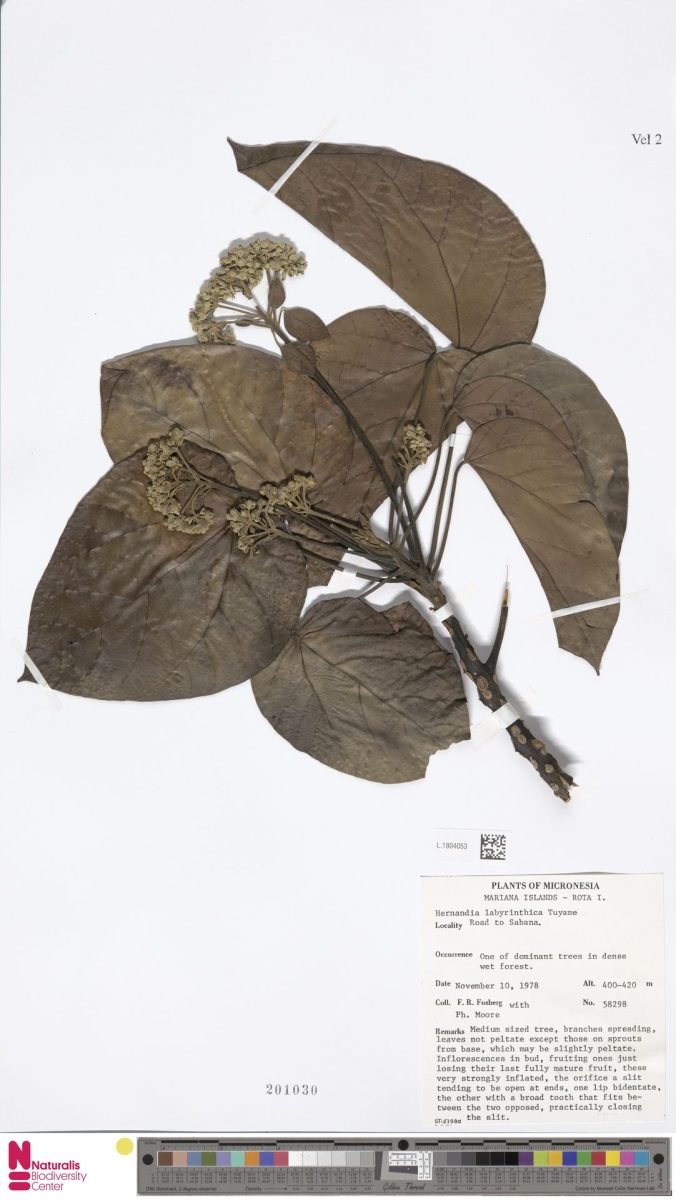 Hernandia labyrinthica photograph 3