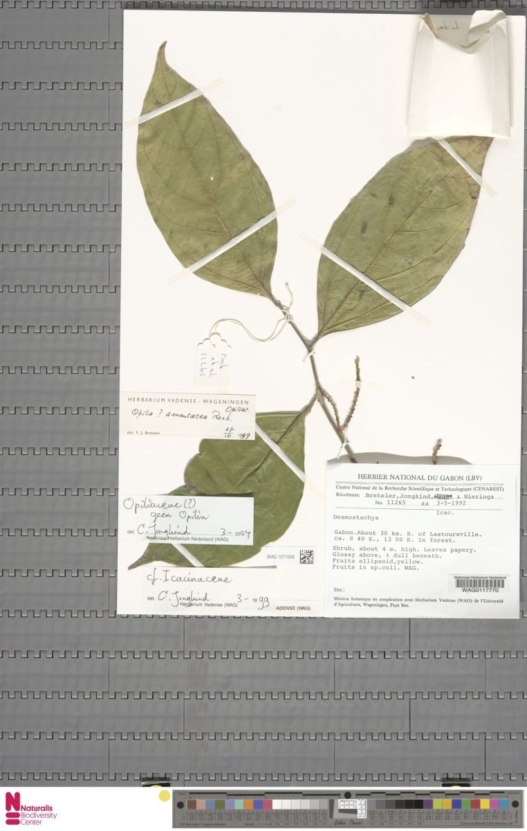 Urobotrya gabonensis photograph 3