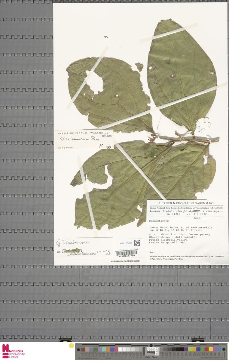 Urobotrya gabonensis photograph 2
