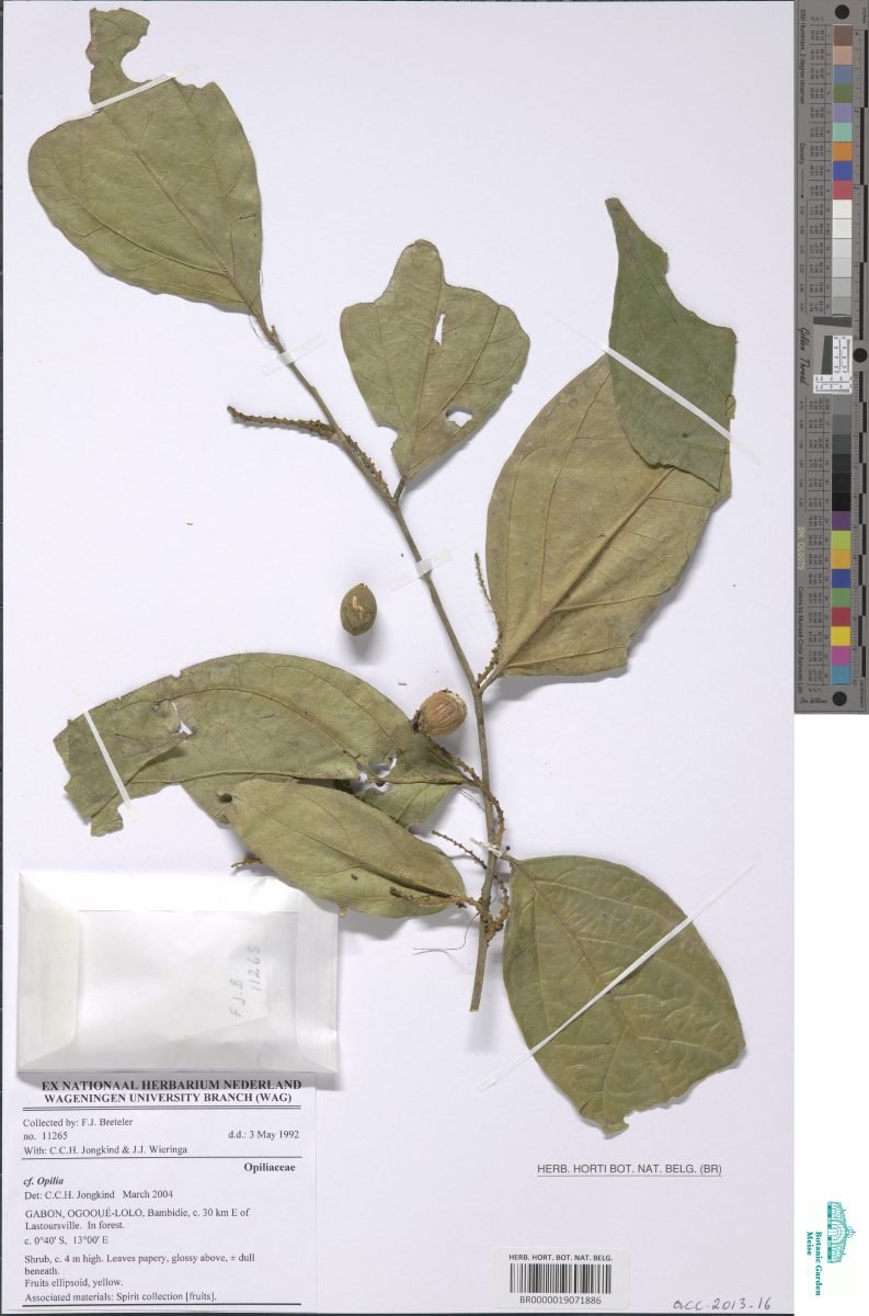 Urobotrya gabonensis photograph 4
