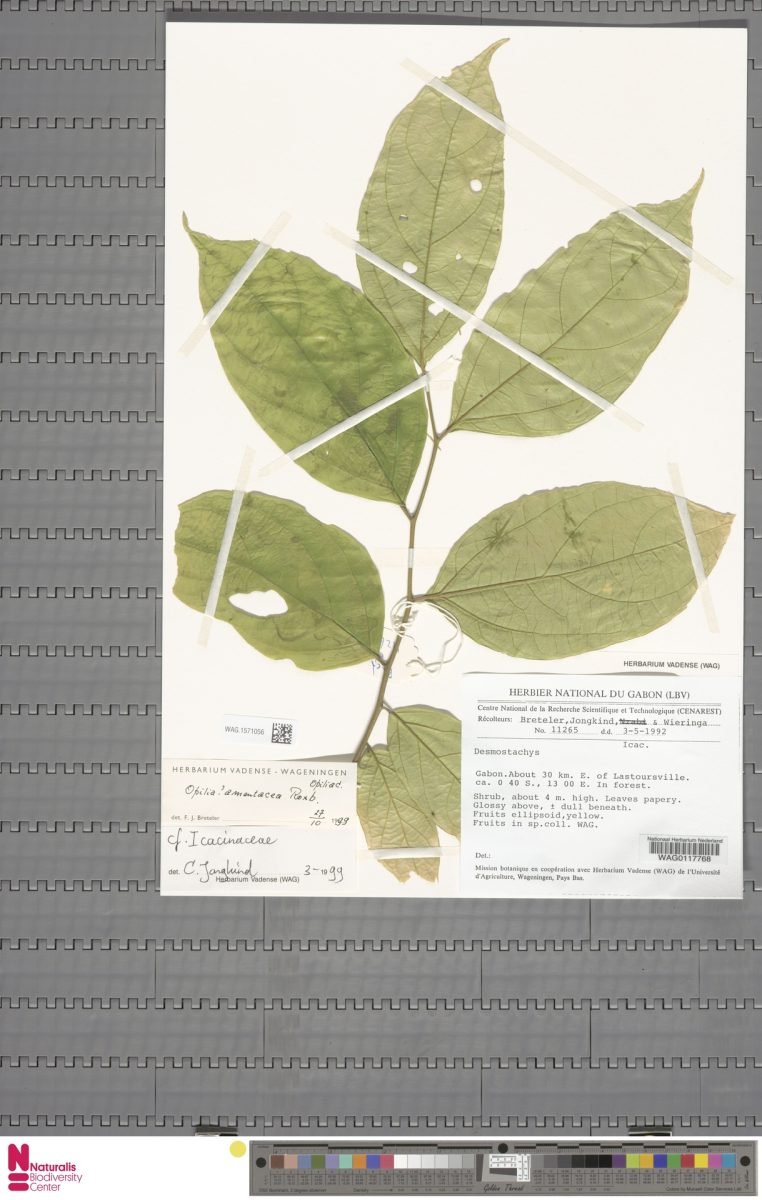 Urobotrya gabonensis