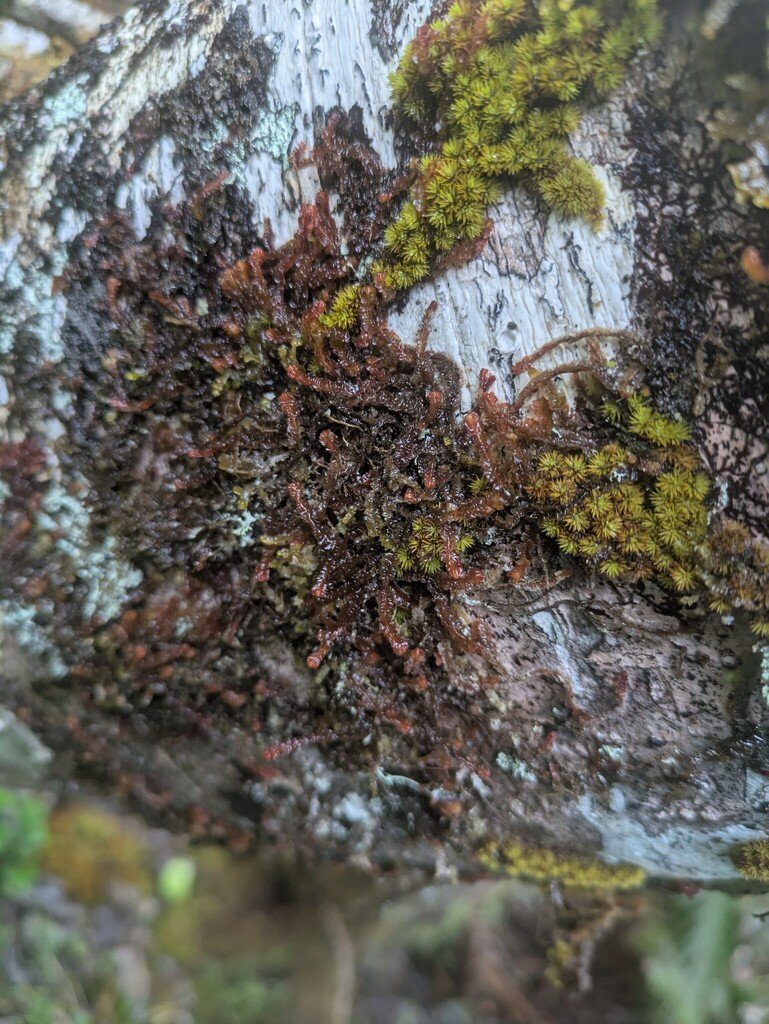 Cuspidatula robusta photograph 5