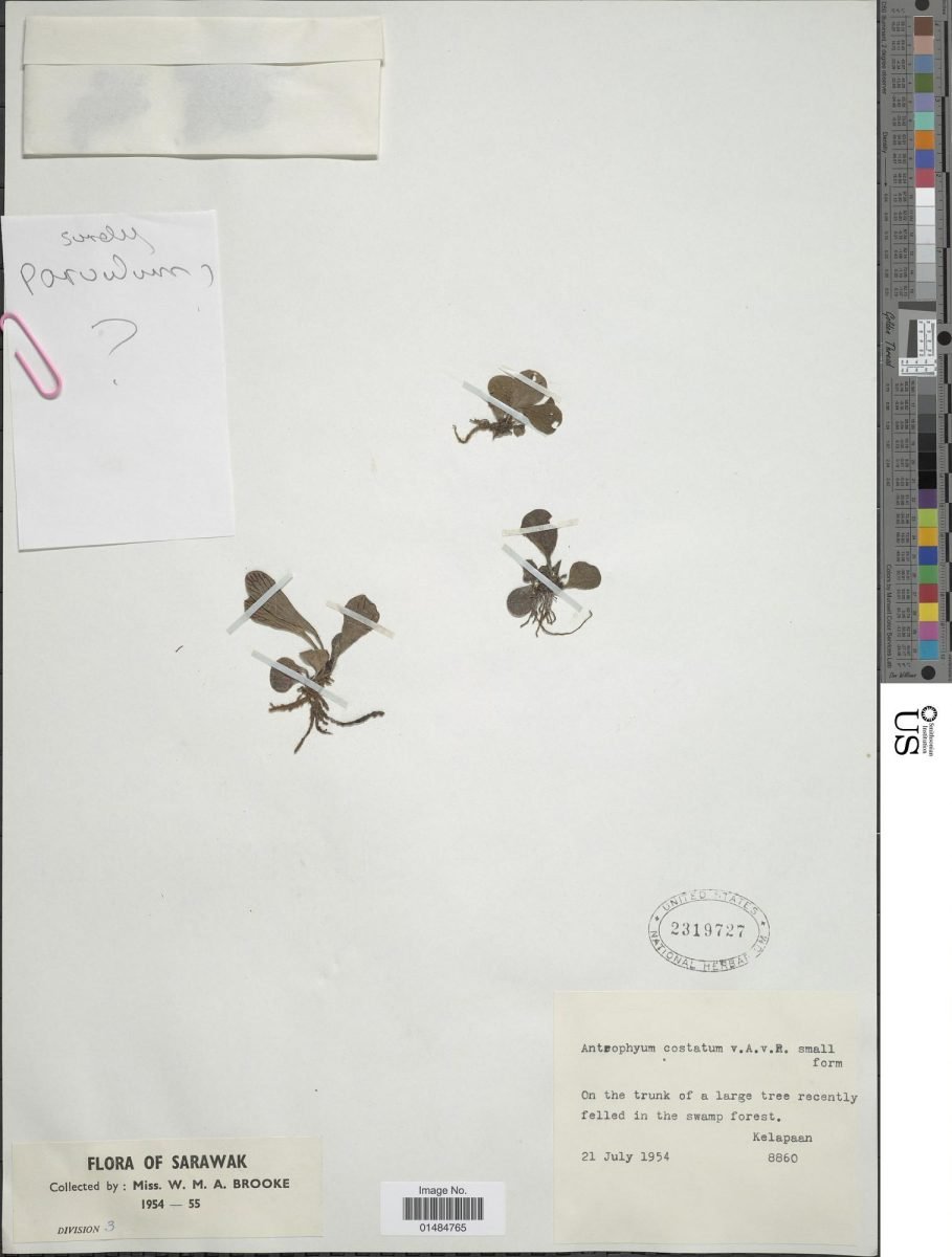 Antrophyum costatum
