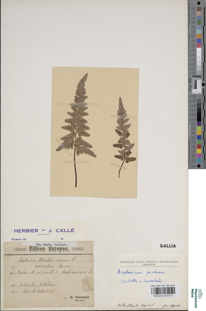 Asplenium × jacksonii photograph 4