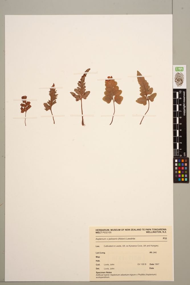 Asplenium × jacksonii photograph 3