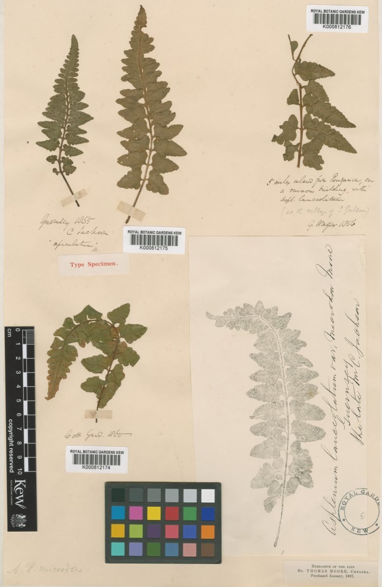 Asplenium × jacksonii photograph 6