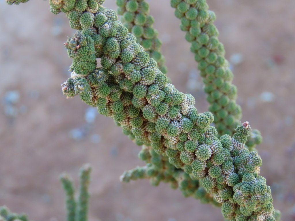 Tiganophyton karasense
