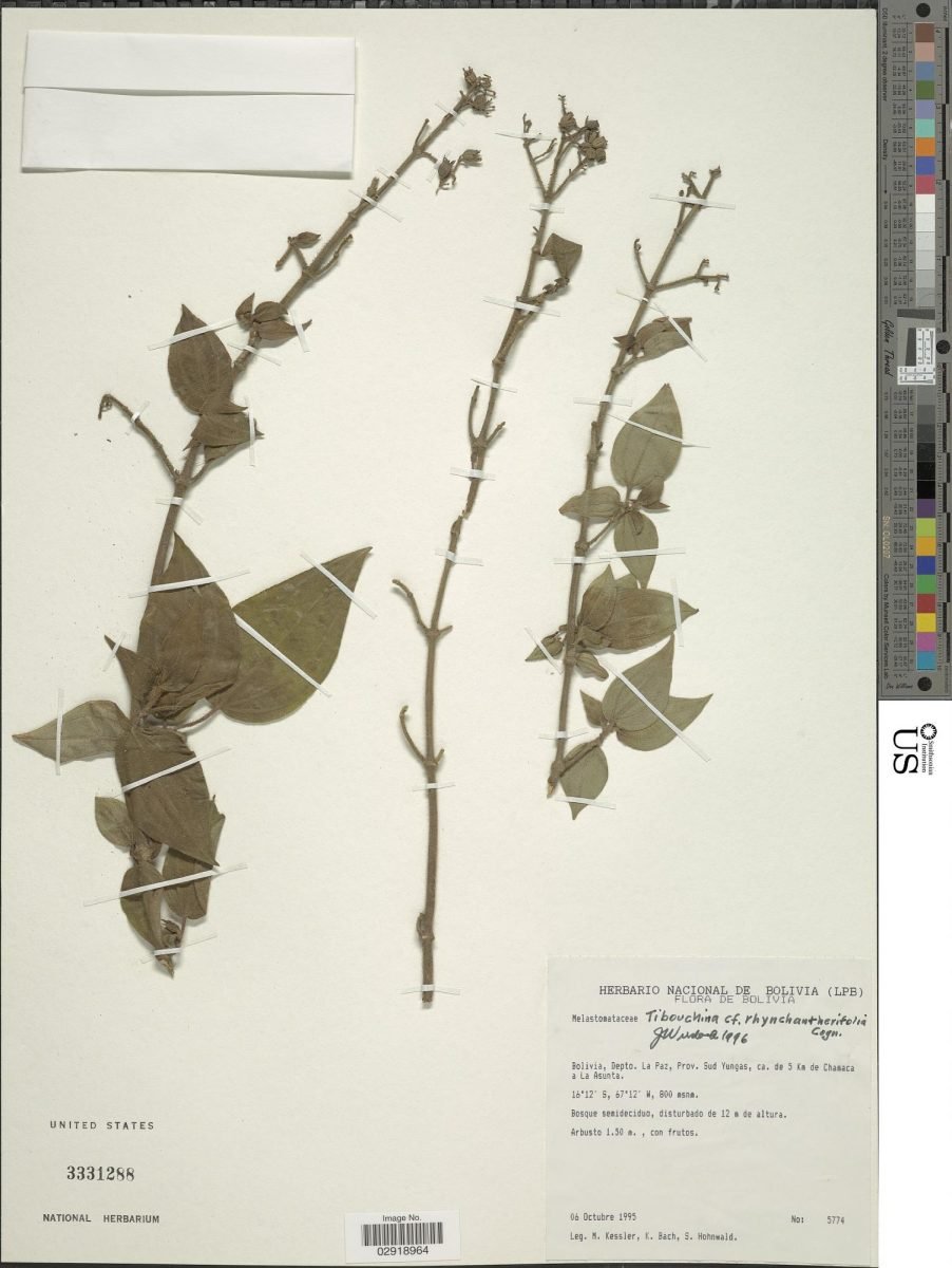 Chaetogastra rhynchantherifolia