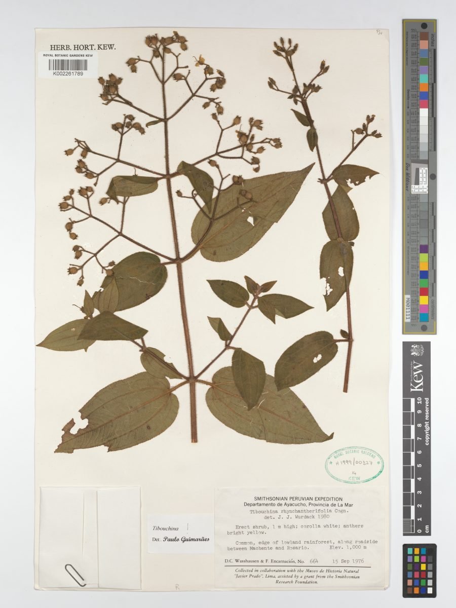 Chaetogastra rhynchantherifolia photograph 3