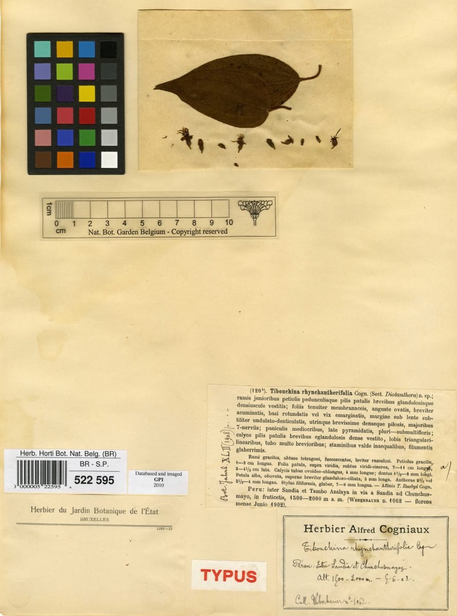 Chaetogastra rhynchantherifolia photograph 4