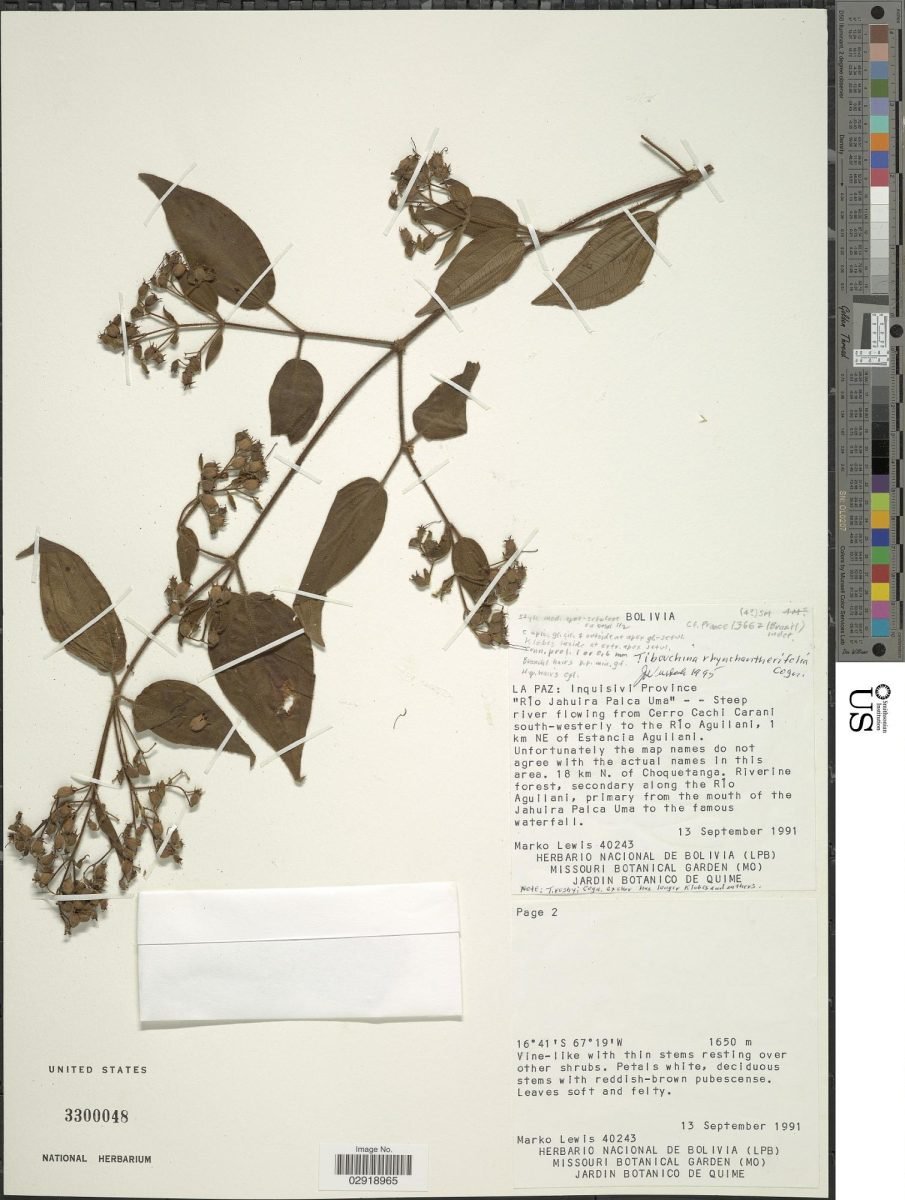 Chaetogastra rhynchantherifolia photograph 2
