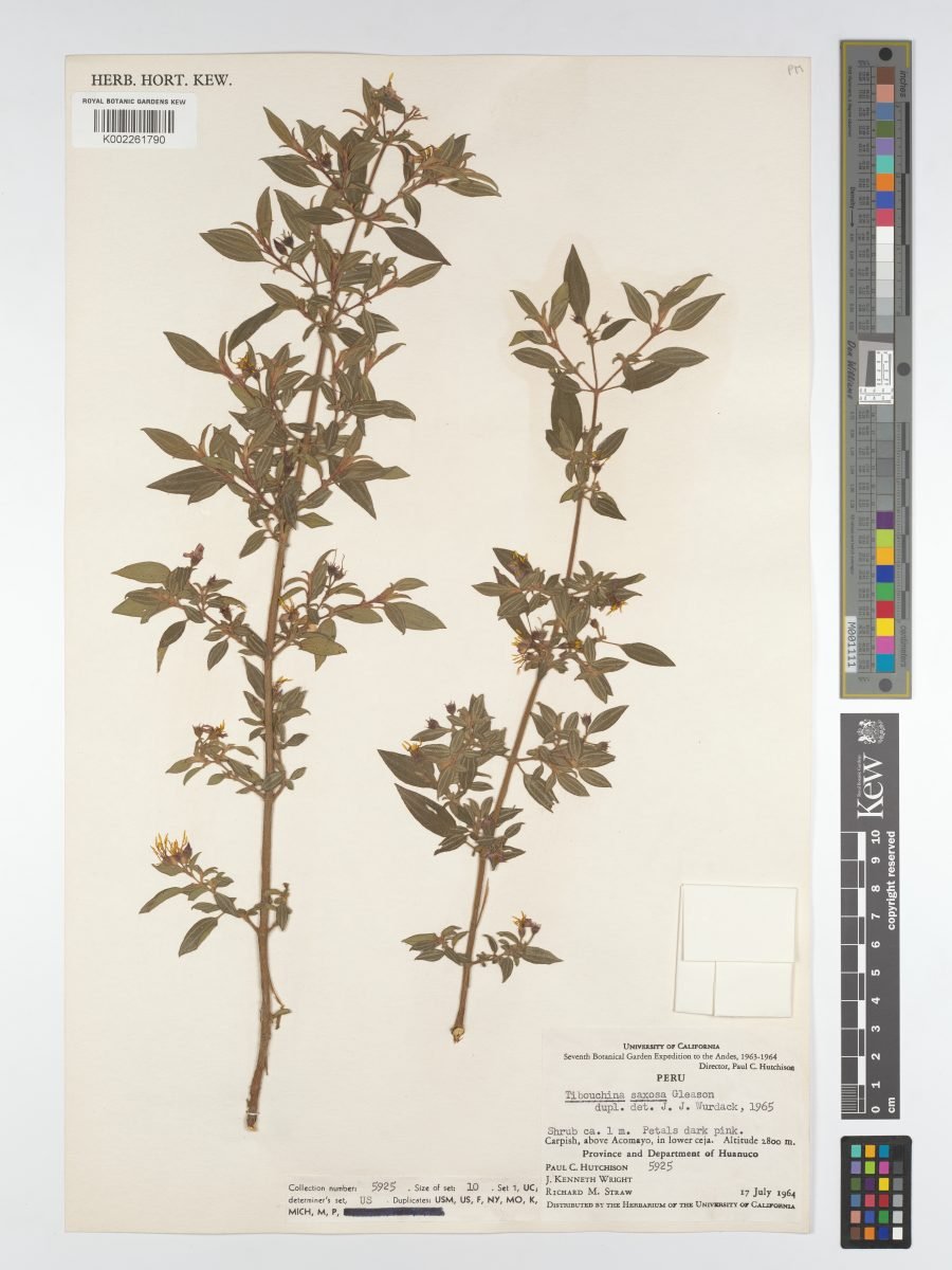 Chaetogastra saxosa photograph 5
