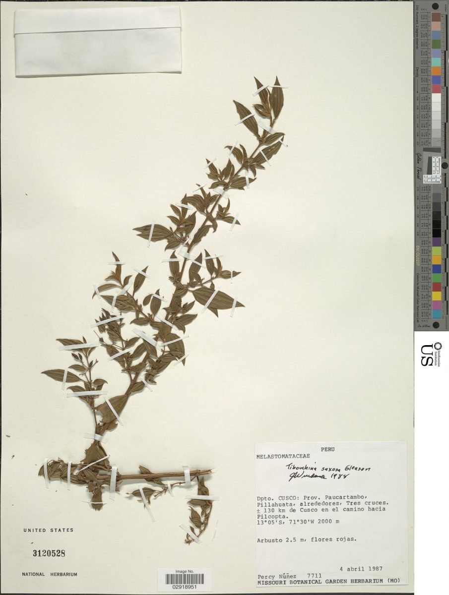 Chaetogastra saxosa photograph 3