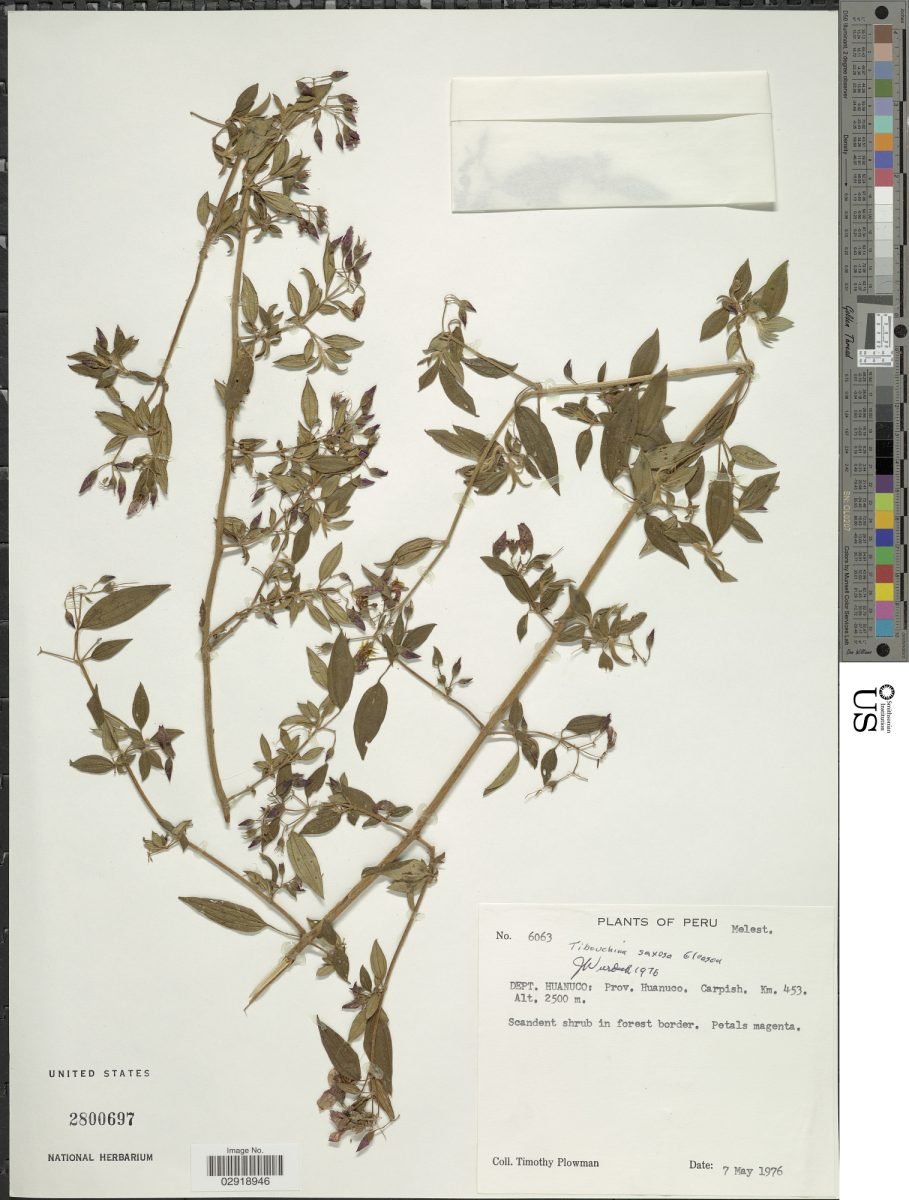 Chaetogastra saxosa photograph 4