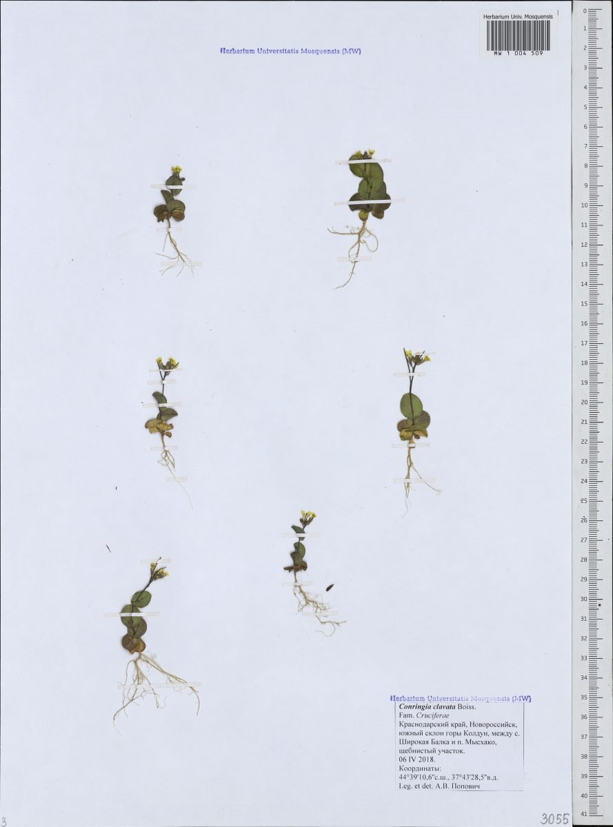 Plagioloba derakii photograph 2