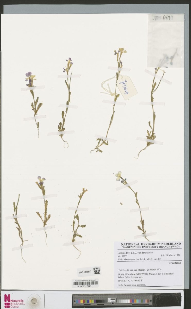 Plagioloba derakii photograph 3
