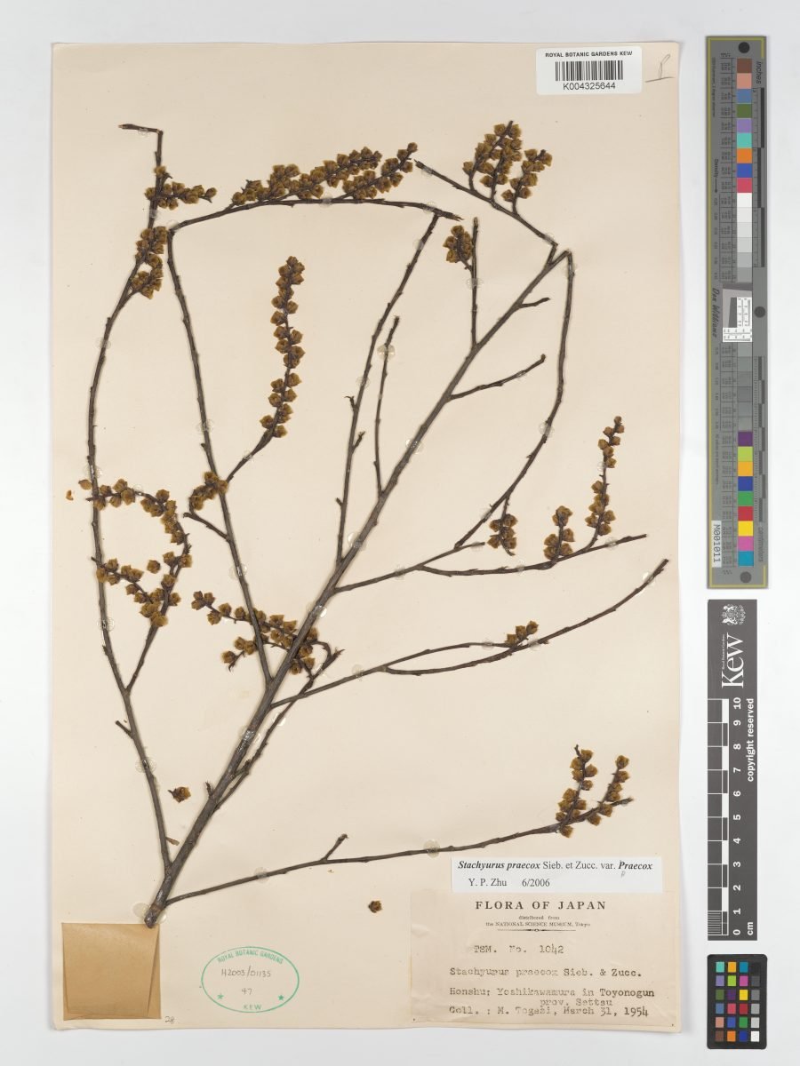 Stachyurus praecox var. praecox photograph 4