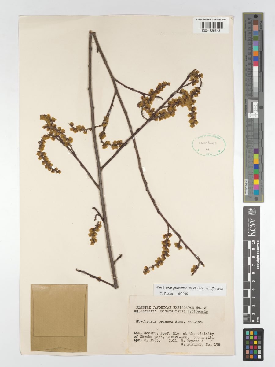Stachyurus praecox var. praecox photograph 3