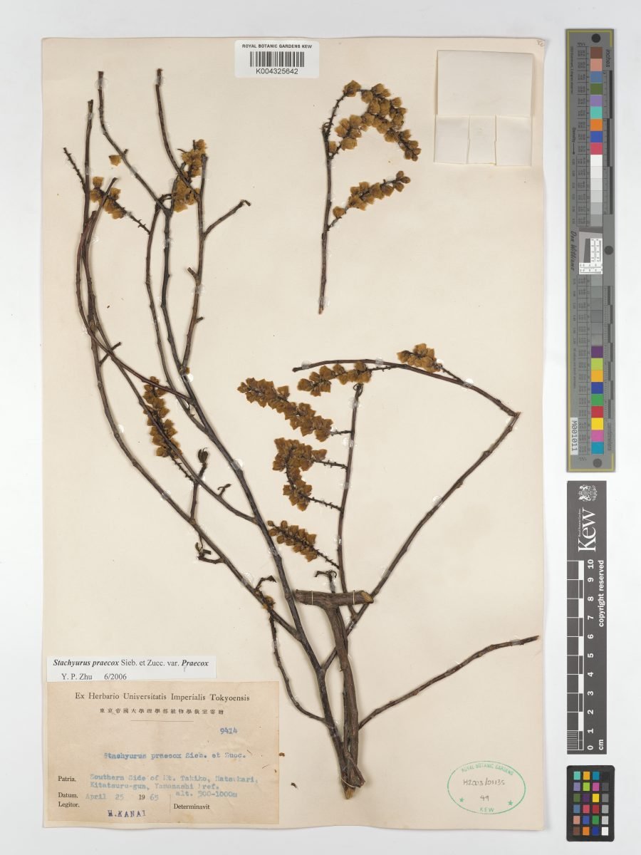 Stachyurus praecox var. praecox photograph 2
