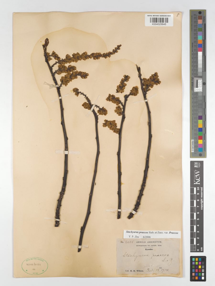 Stachyurus praecox var. praecox photograph 5