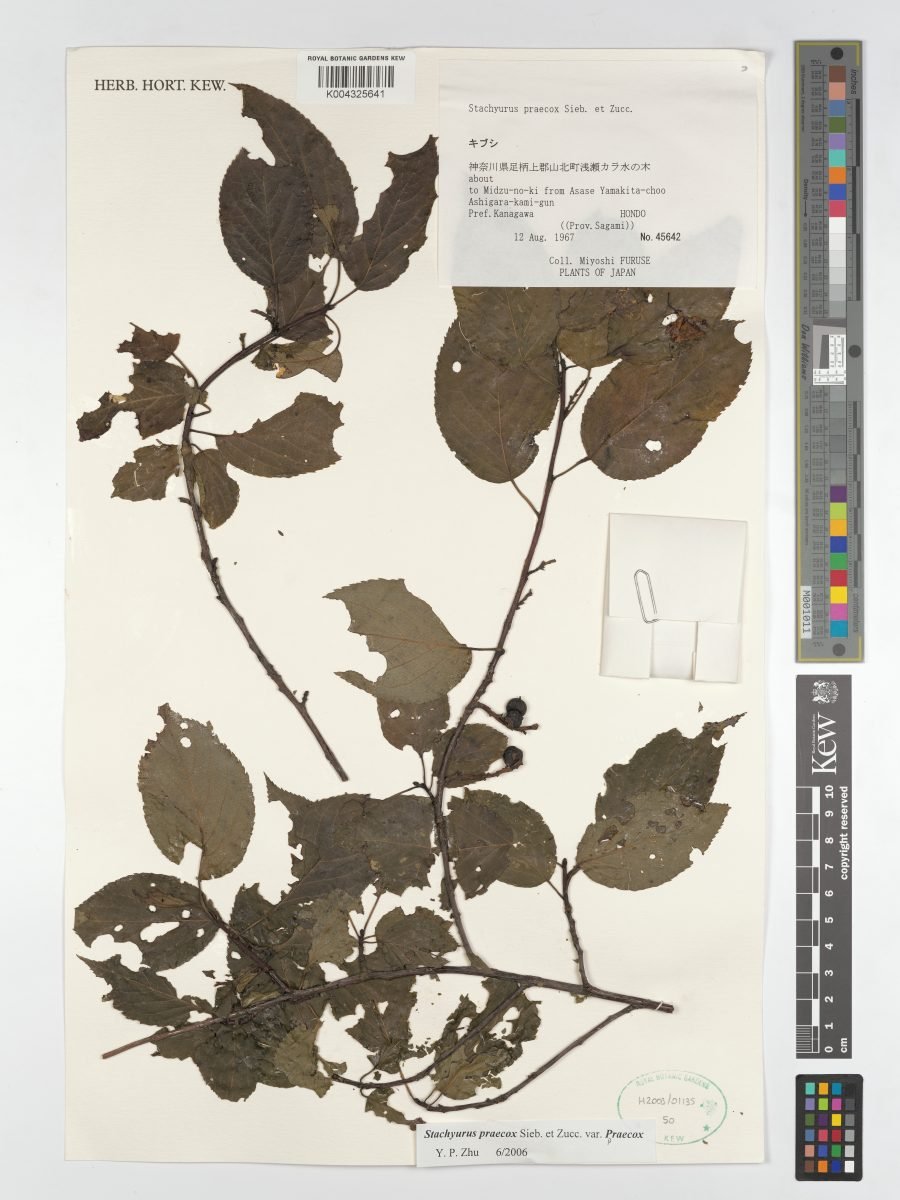 Stachyurus praecox var. praecox