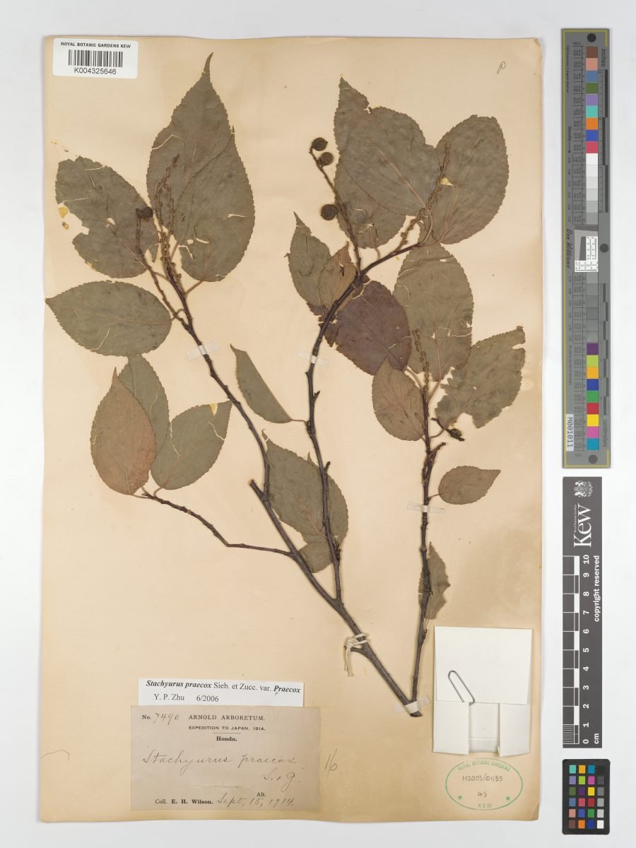 Stachyurus praecox var. praecox photograph 6