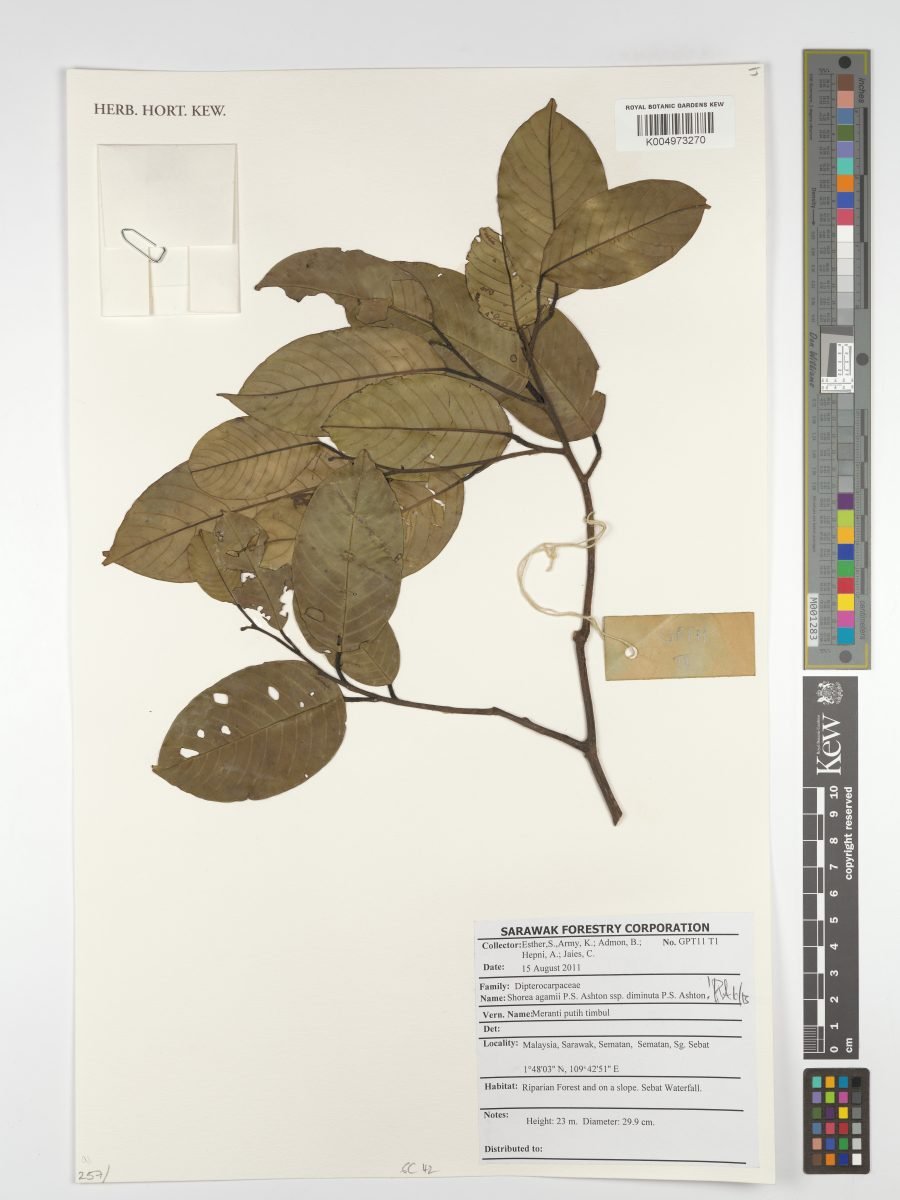 Anthoshorea agamii photograph 6