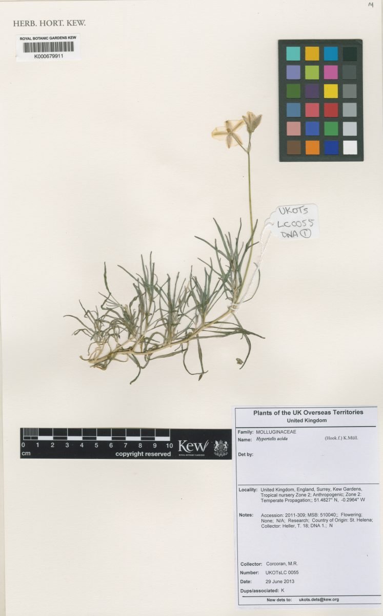 Kewa acida