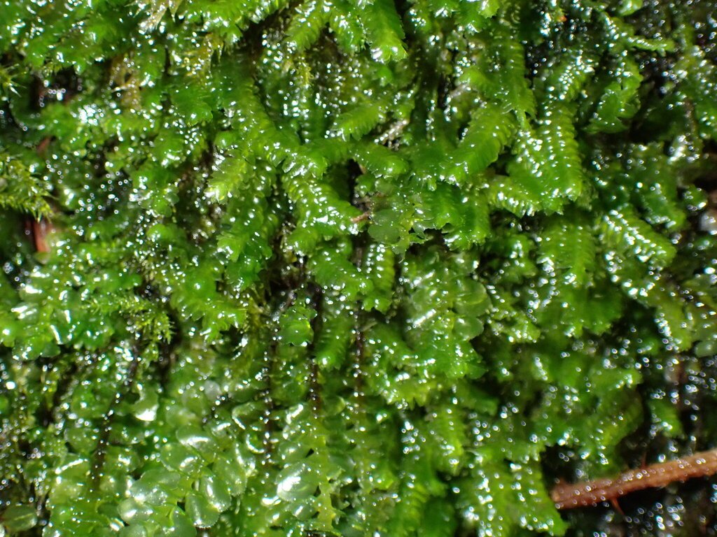Bazzania acanoserrata photograph 2