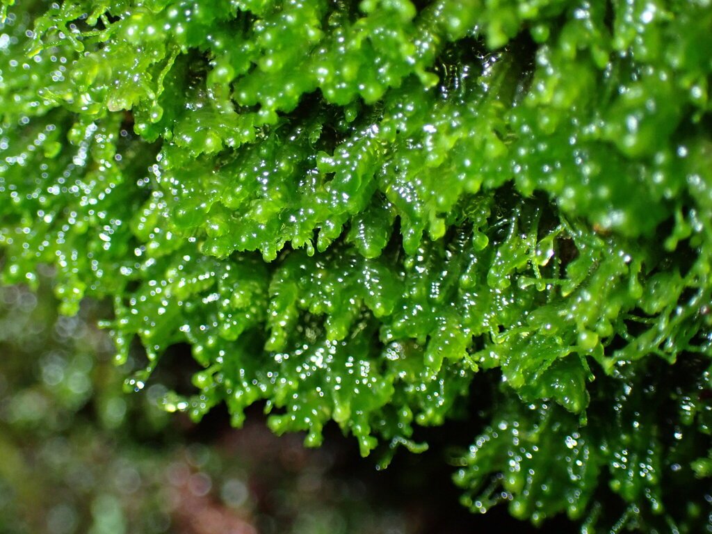 Bazzania acanoserrata