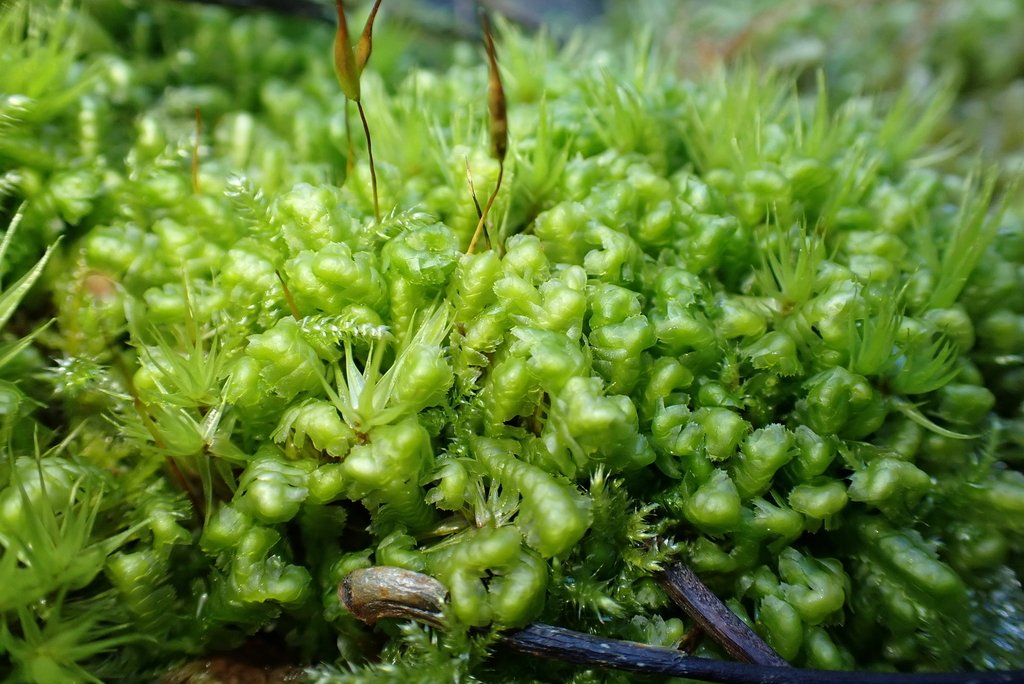 Bazzania acanoserrata photograph 5
