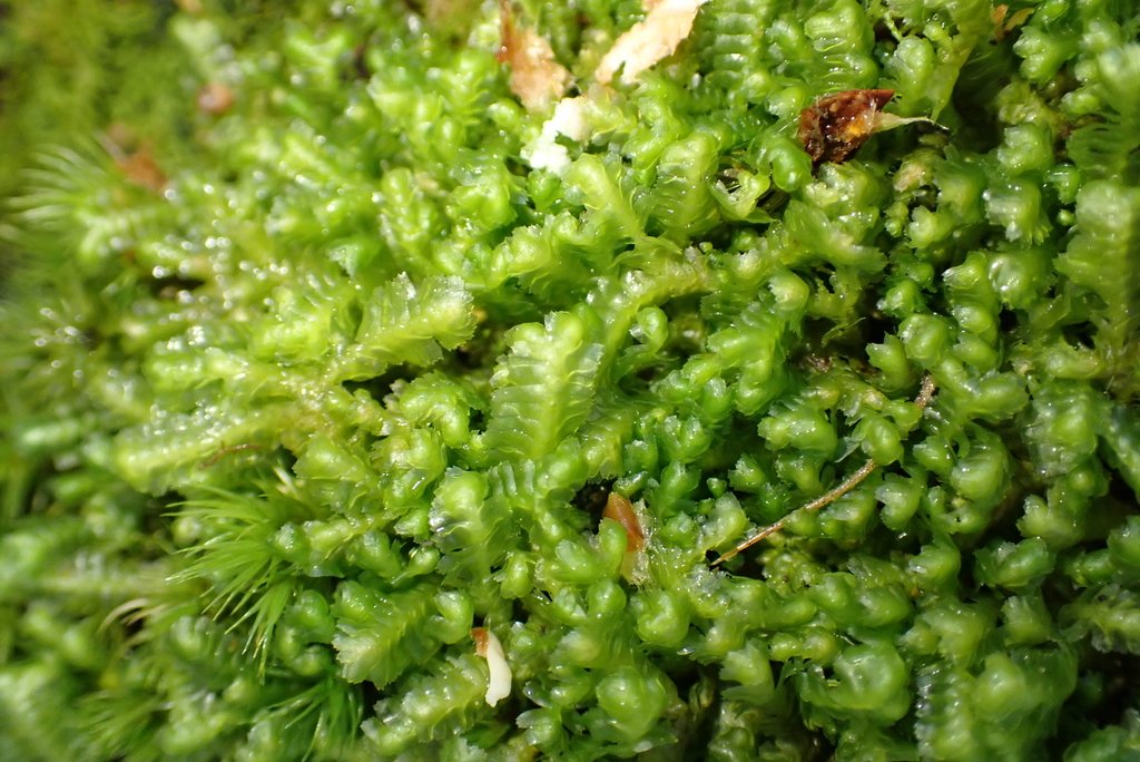 Bazzania acanoserrata photograph 6