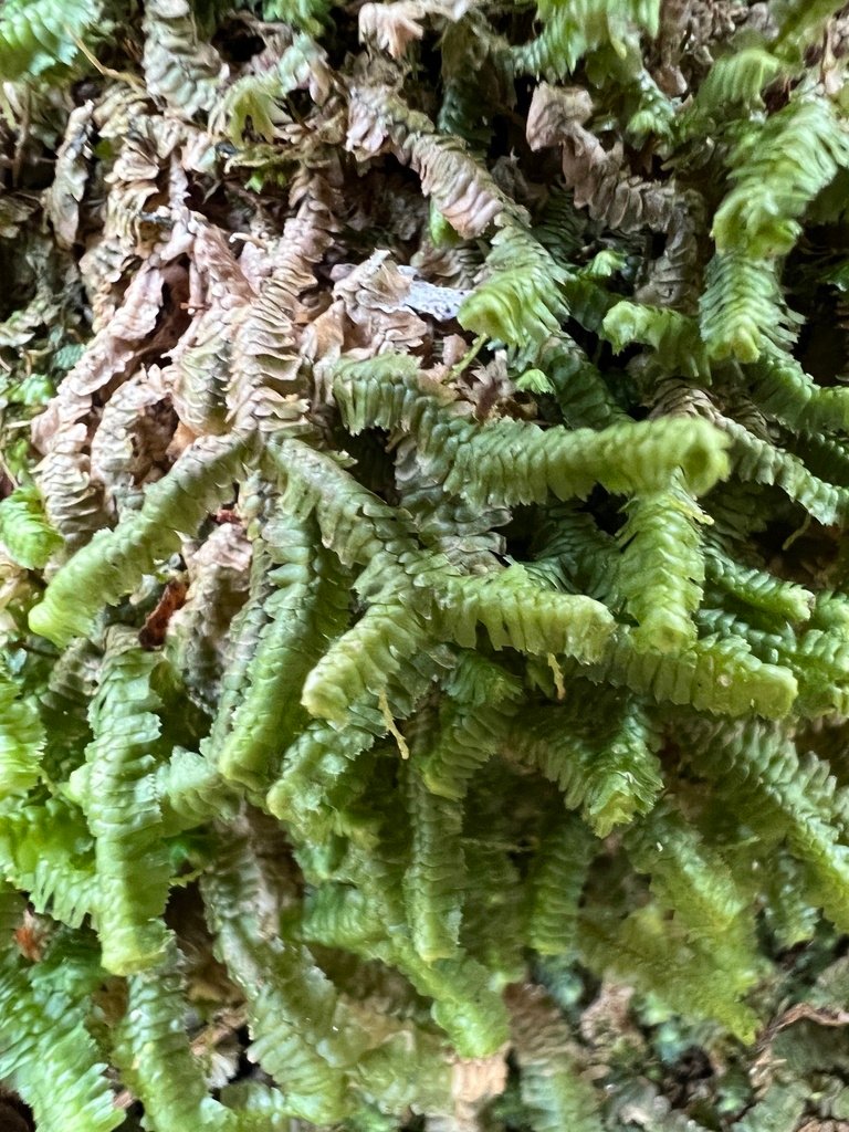 Bazzania acanoserrata photograph 4