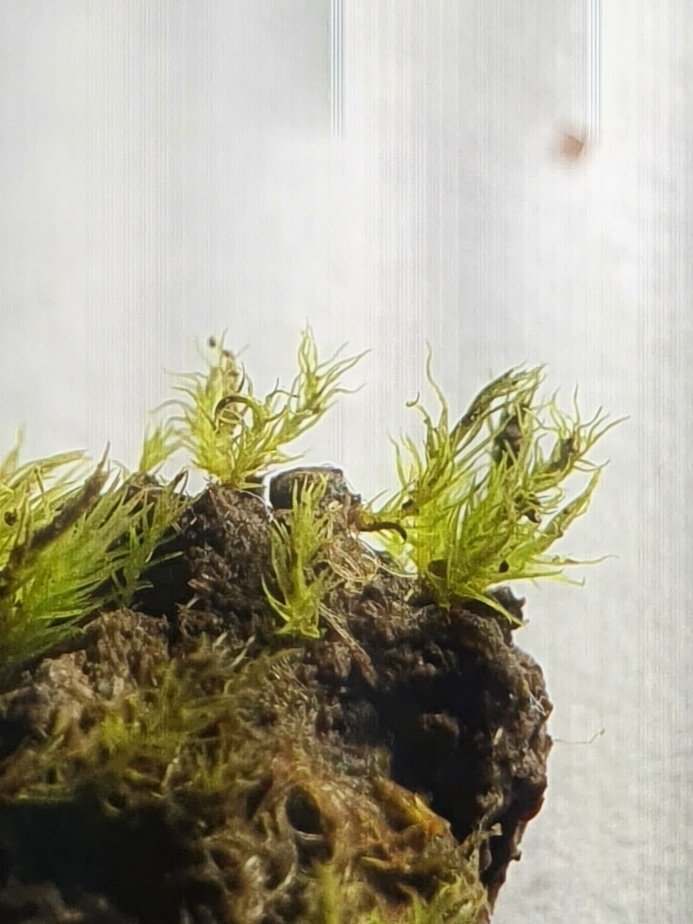 Aongstroemia schreberiana photograph 6